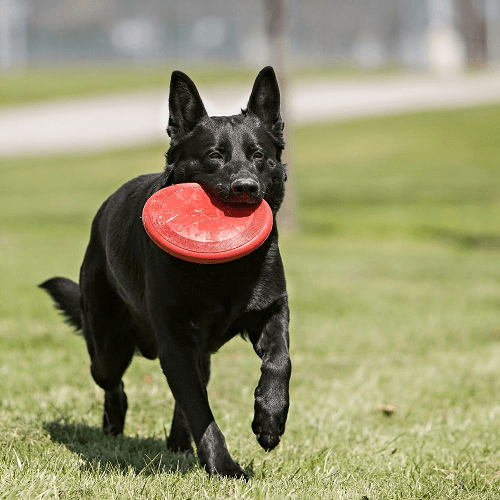 22514_118313_Kong___Classic_Frisbee_1638199862_500x500.png